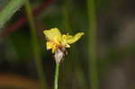 Yelloweyed grass